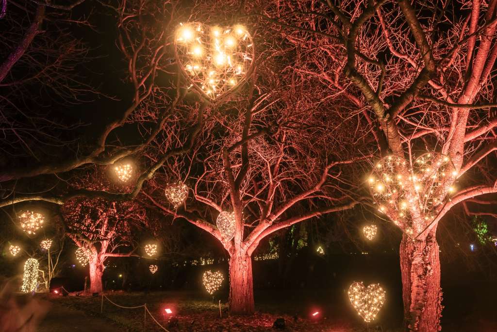 Un giardino di notte. Luci colorate disegnano motivi sul terreno. Gli alberi sono illuminati con colori diversi.